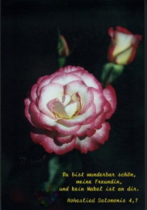 Rose (Wolfgang Herberger)