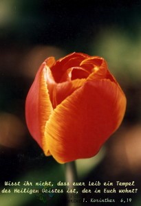 Tulpe (Wolfgang Herberger)